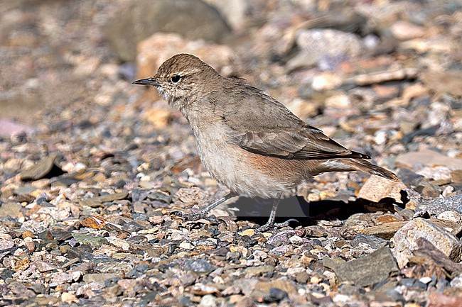 Rufous-banded Miner (Geositta rufipennis hoyi) walking on rocky ground in the high Andes of Mendoza province in Argentina stock-image by Agami/Andy & Gill Swash ,