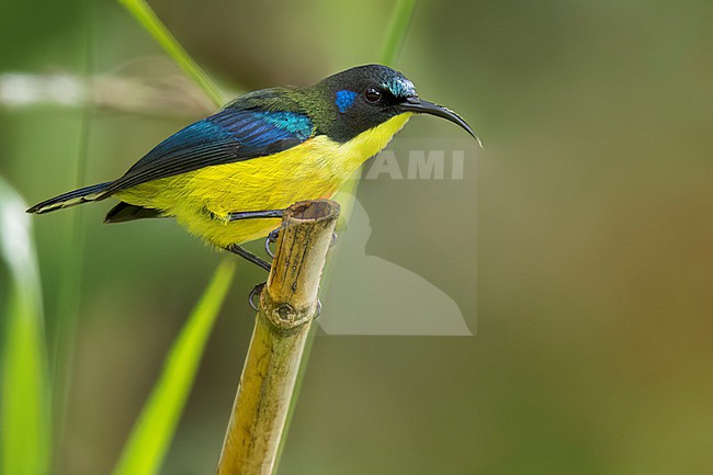 Lina's Sunbird (Aethopyga linaraborae) Perched on a branch in the Philippines stock-image by Agami/Dubi Shapiro,