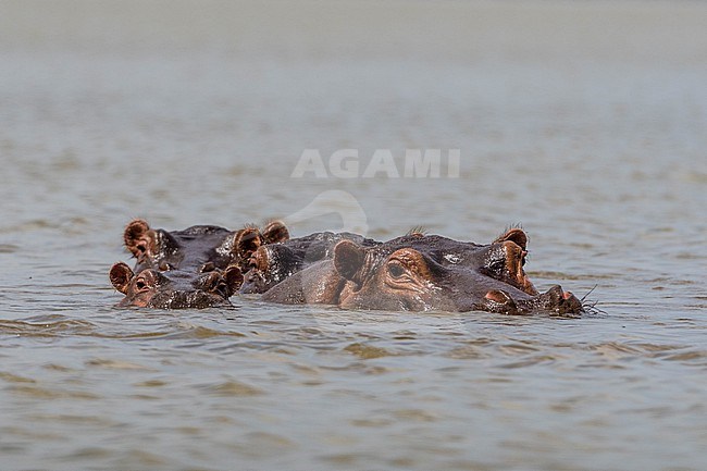 Hippopotamuses, Hippopotamus amphibius, looking at the camera. Voi, Lake Gipe, Tsavo, Kenya stock-image by Agami/Sergio Pitamitz,