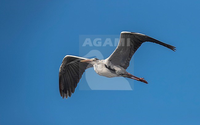 Adult Mauritanian Heron (Ardea monicae) flying over Iwik beach in Banc d'Arguin, Mauritania. stock-image by Agami/Vincent Legrand,