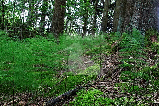Wood horsetail, Equisetum sylvaticum stock-image by Agami/Wil Leurs,