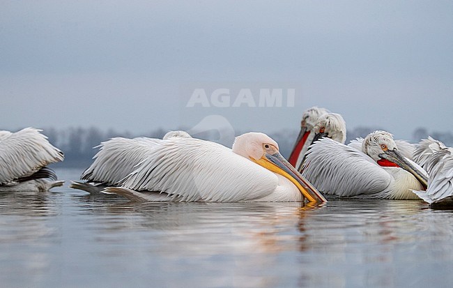 Wintering Great White Pelican (Pelecanus onocrotalus) between Dalmatian Pelicans during late winter in Lake Kerkini, Greece. stock-image by Agami/Marc Guyt,