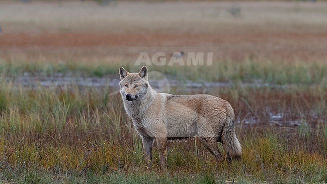 Side view of an adult Grey Wolf standing on marshland. Kuhmo Finland stock-image by Agami/Markku Rantala,