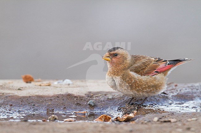 Atlasbergvink, African Crimson-winged Finch stock-image by Agami/Ralph Martin,
