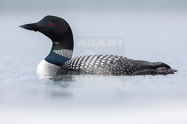 Great Northern Loon (Gavia immer), side view of an adult swimming in the water, Northeastern Region, Iceland stock-image by Agami/Saverio Gatto,
