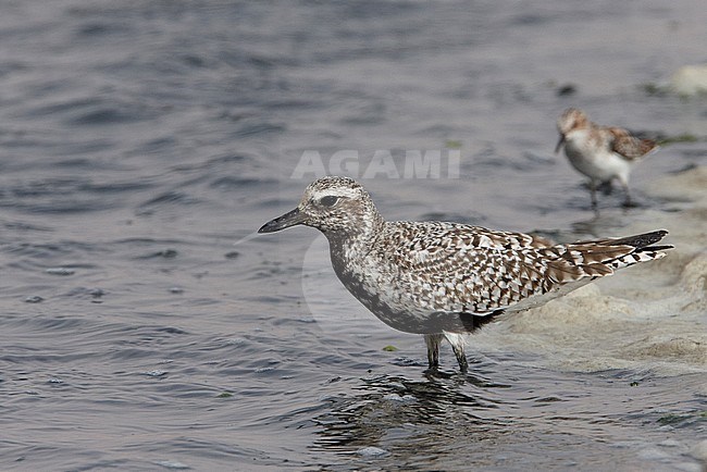 Zilverplevier ruiend naar zomerkleed, Grey Plover moulting to summerplumage stock-image by Agami/Markus Varesvuo,