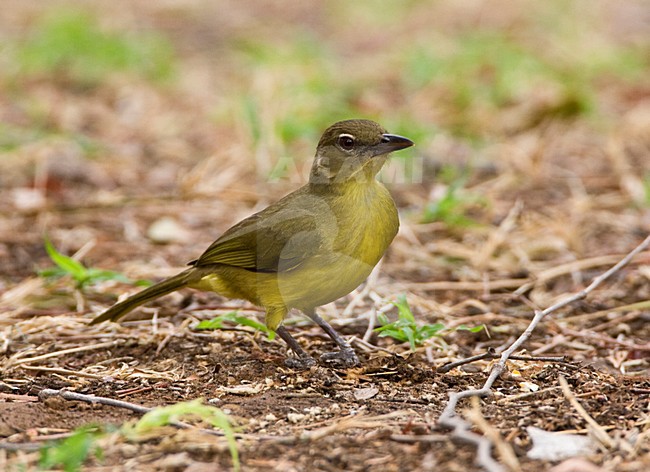Geelborst-buulbuul, Yellow-bellied Greenbul, Chlorocichla flaviventris stock-image by Agami/Marc Guyt,