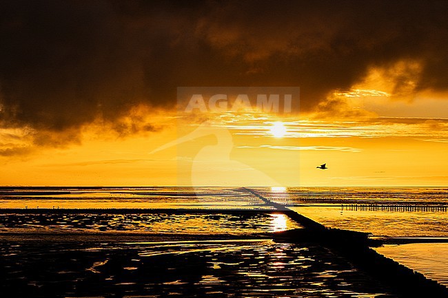  stock-image by Agami/Menno van Duijn,
