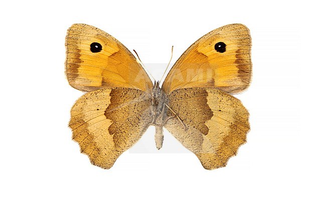 Meadow Brown, Bruin Zandoogje, Maniola jurtina stock-image by Agami/Wil Leurs,