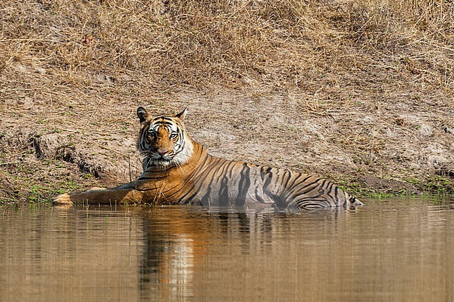 A Bengal tiger, Panthera tigris tigris, resting in a waterhole in India's Bandhavgarh National Park. Madhya Pradesh, India. stock-image by Agami/Sergio Pitamitz,