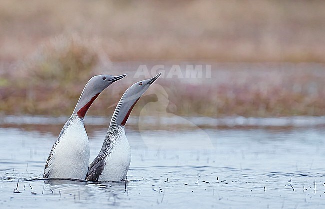 Displaying couple of Red-throated Diver (Gavia stellata) Vaala Finland stock-image by Agami/Markus Varesvuo,