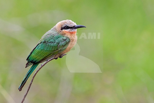 White-fronted Bee-eater (Merops bullockoides), side view of an individual perched on a branch, Mpumalanga, South Africa stock-image by Agami/Saverio Gatto,