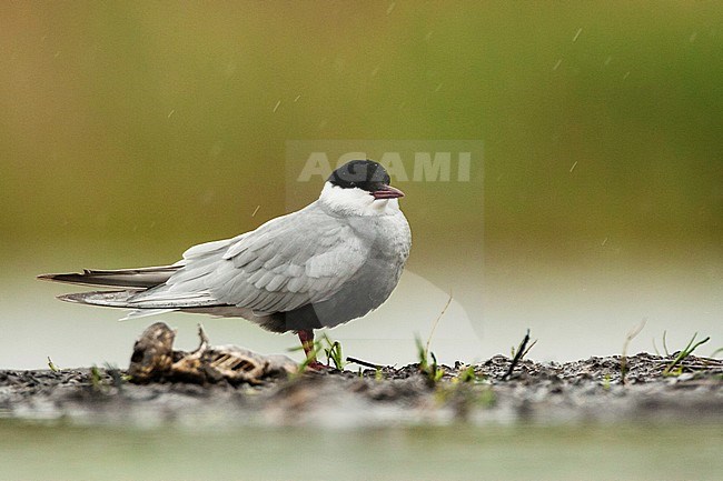 Witwangstern zittend in regenbui; Whiskered Tern perched in rain shower stock-image by Agami/Marc Guyt,