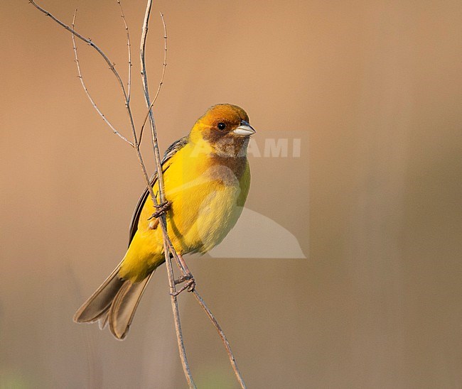 Red-headed Bunting - Braunkopfammer - Emberiza bruniceps, Kazakhstan, adult male stock-image by Agami/Ralph Martin,