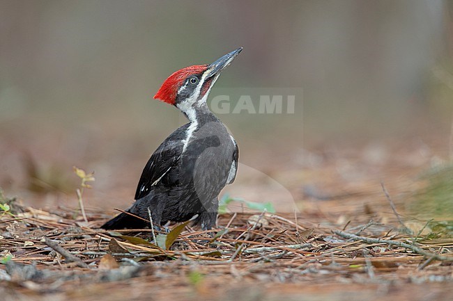 A male Pileated Woodpecker (Dryocopus pileatus pileatus) on pine needles at Silver Springs State Park, Florida. stock-image by Agami/Tom Friedel,