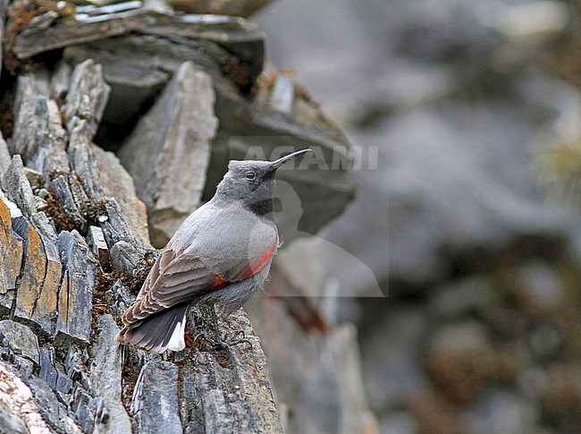 Wallcreeper (Tichodroma muraria) perched on a rock stock-image by Agami/Pete Morris,