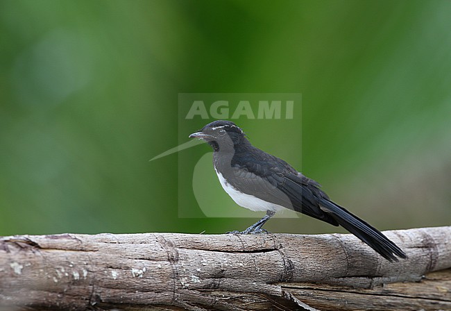 Willie Wagtail (Rhipidura leucophrys melaleuca) on Halmahera, Indonesia. stock-image by Agami/James Eaton,