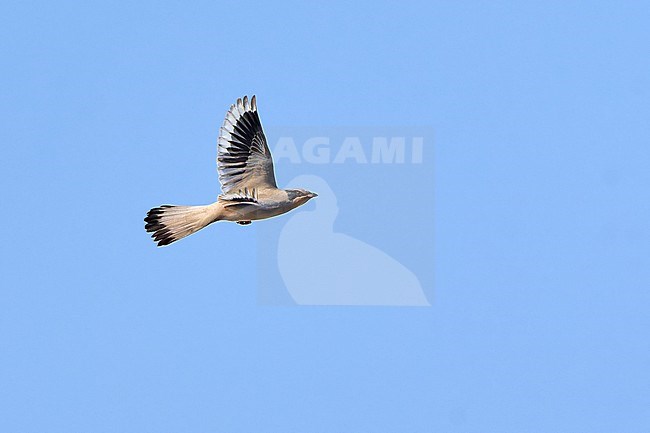 Male Grey Hypocolius (Hypocolius ampelinus) flying against a blue sky as a background, Kuwait stock-image by Agami/Tomas Grim,