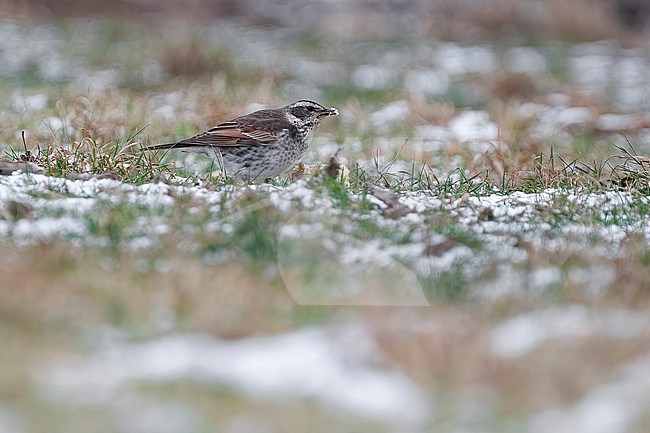 Dusky Thrush (Turdus eunomus) sitting on the ground in Erezée, Luxembourg, Belgium. stock-image by Agami/Vincent Legrand,
