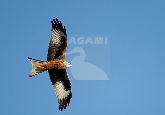 Rode Wouw in de vlucht; Red Kite in flight stock-image by Agami/Markus Varesvuo,