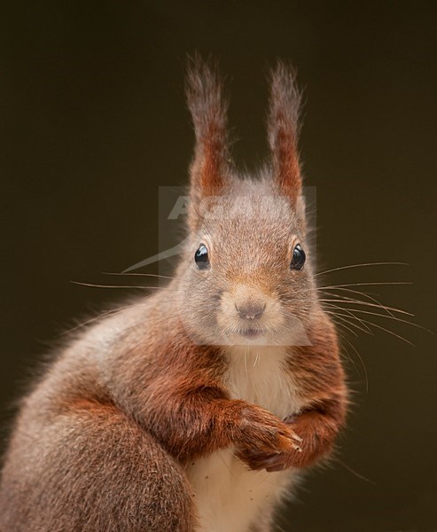 Rode Eekhoorn; Red Squirrel stock-image by Agami/Han Bouwmeester,