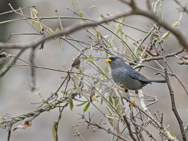 Slender-billed Finch (Xenospingus concolor) in northern Peru. stock-image by Agami/Pete Morris,
