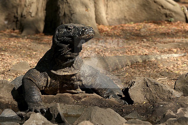 Komodo Dragon (Varanus komodoensis) perched on a rock stock-image by Agami/James Eaton,