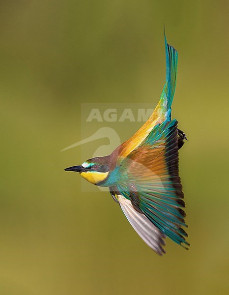 European Bee-eater, Merops apiaster, in Italy. Stunning flight shot. stock-image by Agami/Daniele Occhiato,