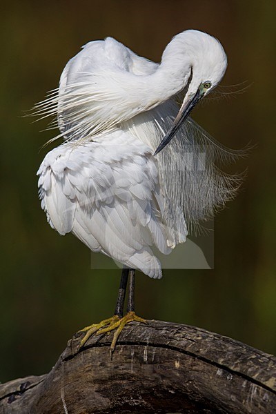 Kleine Zilverreiger, Little Egret; stock-image by Agami/Daniele Occhiato,