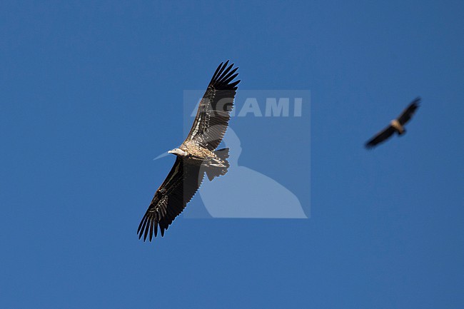 adult Rüppell's vulture (Gyps rueppelli), also called Rüppell's griffon vulture of the subspecies erlangeri flying at Aero in Ethiopia stock-image by Agami/Mathias Putze,