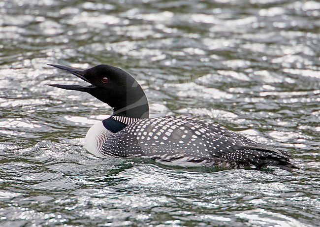 Great Northern Loon adult swimming; IJsduiker volwassen zwemmend stock-image by Agami/Markus Varesvuo,
