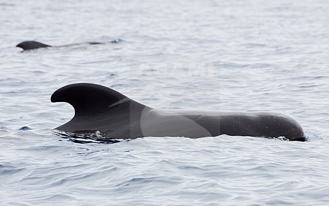 Indische griend bij de Azoren; Short-finned Pilot whale at the Azores stock-image by Agami/WJ Strietman,