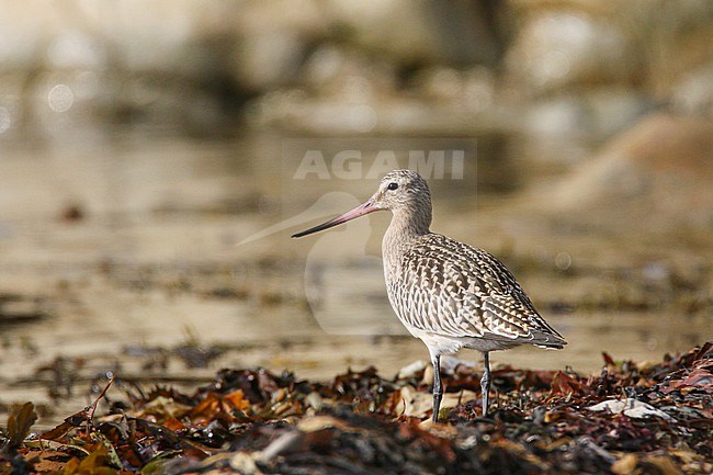 Bar-tailed Godwit (Limosa lapponica) standing on seaweed, on a beach of Ouessant, France. stock-image by Agami/Sylvain Reyt,