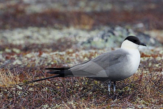 Kleinste Jager in toendra; Long-tailed Skua in tundra stock-image by Agami/Markus Varesvuo,