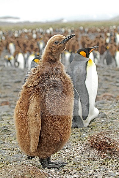 Immature King Penguin (Aptenodytes patagonicus) on South Georgia. Standing on the beach on the edge of the colony. stock-image by Agami/Pete Morris,