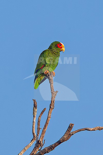 Yucatan Amazon (Amazona xantholora) adult male perched on a dead snag above the forest canopy on the Yucatan Peninsula in Mexico stock-image by Agami/Andy & Gill Swash ,