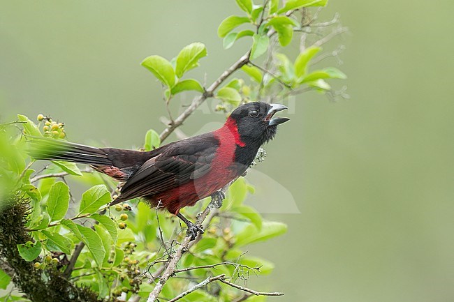 Adult male
Nuevo Leon, Mexico
May 2022 stock-image by Agami/Brian E Small,