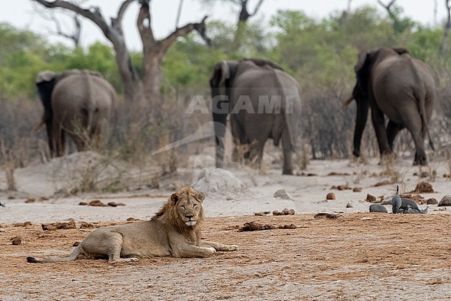A male lion, Panthera leo, lying down and three African elephants, Loxodonta africana, in the background. Savuti, Chobe National Park, Botswana stock-image by Agami/Sergio Pitamitz,