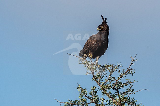 A long-crested eagle , Lophaetus occipitalis, perching in a tree. Voi, Tsavo, Kenya stock-image by Agami/Sergio Pitamitz,