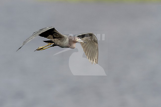 Little Blue Heron (Egretta caerulea) in Florida USA. stock-image by Agami/Marcel Burkhardt,