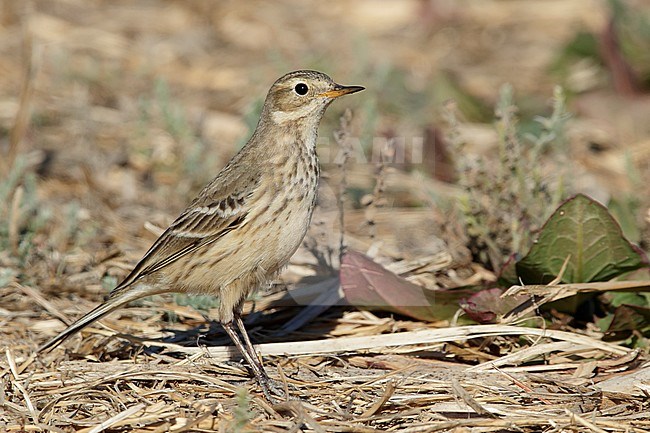 Adult non-breeding American Buff-bellied Pipit (Anthus rubescens rubescens) standing on the ground in Riverside County, California, USA. stock-image by Agami/Brian E Small,