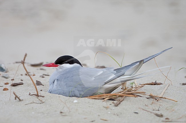 Noordse Stern op het nest; Breeding Arctic tern stock-image by Agami/Arnold Meijer,