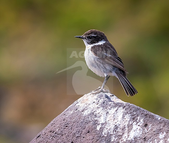 First winter male Fuerteventura Chat sitting on a rock in a rocky  gully near Puerto del Rosario, Fuerteventura, Canary Islands. December 27, 2017. stock-image by Agami/Vincent Legrand,