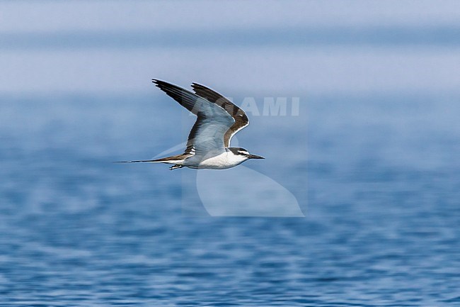 Adult Bridled Tern flying close to the colony. Red Sea, Egypt stock-image by Agami/Vincent Legrand,