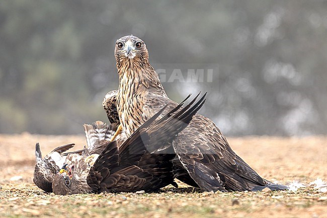 Bonelli's eagle (Aquila fasciata) killing a Common Buzzard stock-image by Agami/Roy de Haas,