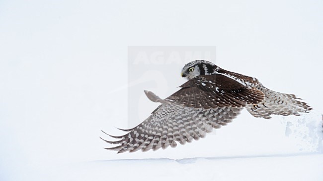 Jagende Sperweruil, Northern Hawk Owl hunting stock-image by Agami/Jari Peltomäki,