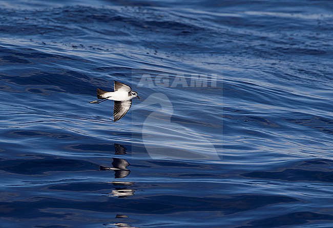 White-faced Storm-petrel (Pelagodroma marina) feeding on the water surface at Banco de la Concepcion off Lanzarote Island. stock-image by Agami/David Monticelli,