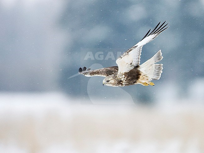 Rough-legged Buzzard adult hunting stock-image by Agami/Jari Peltomäki,