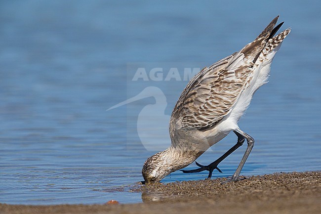 Bar-tailed Godwit (Limosa lapponica), feeding in the mud, Liwa, Al Batinah, Oman stock-image by Agami/Saverio Gatto,