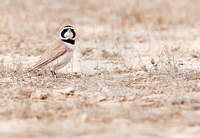 Adult Temminck's Lark (Eremophila bilopha) in the southern negev, Israel, stock-image by Agami/Marc Guyt,